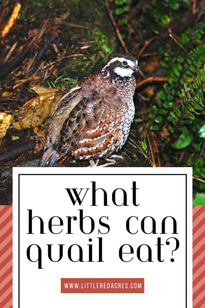 quail on ground with What Herbs Can Quail Eat? text overlay