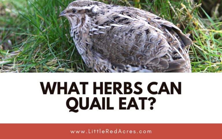 10 Herbs Quail Can Safety Eat and Are Actually Good for Them