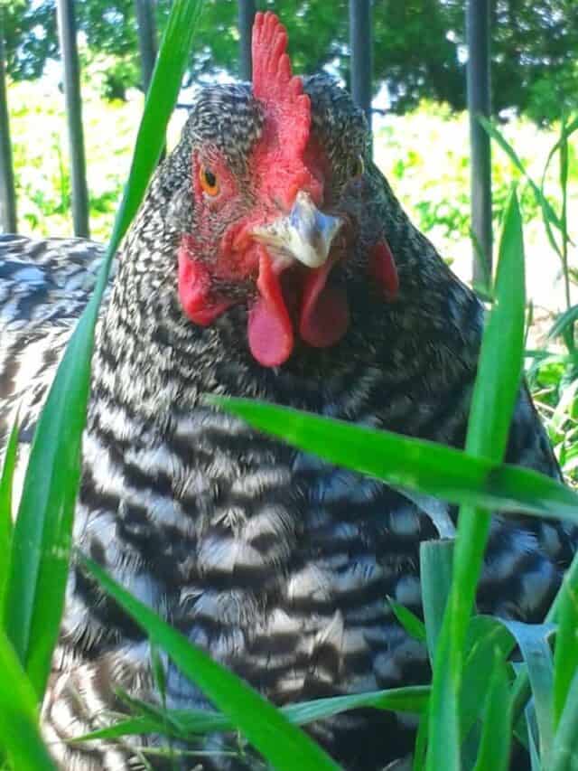 Barred Rock chicken in grass