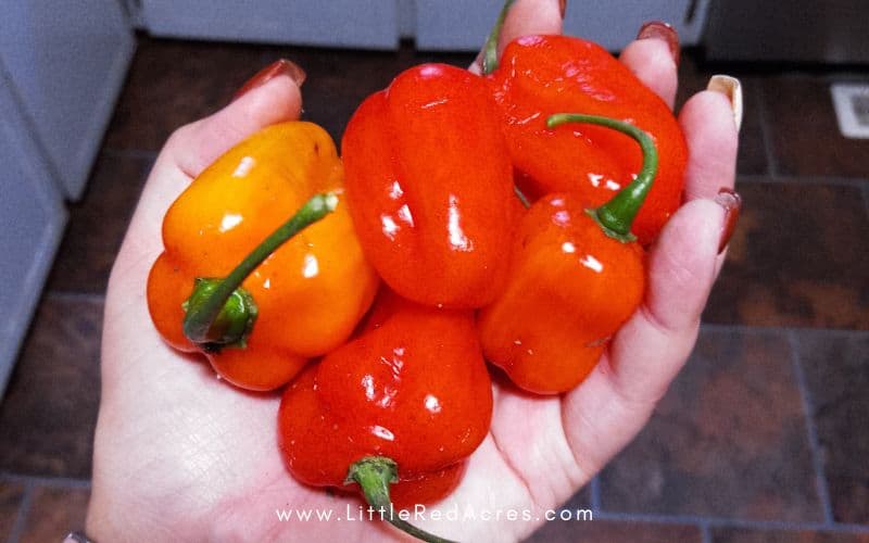 primero peppers