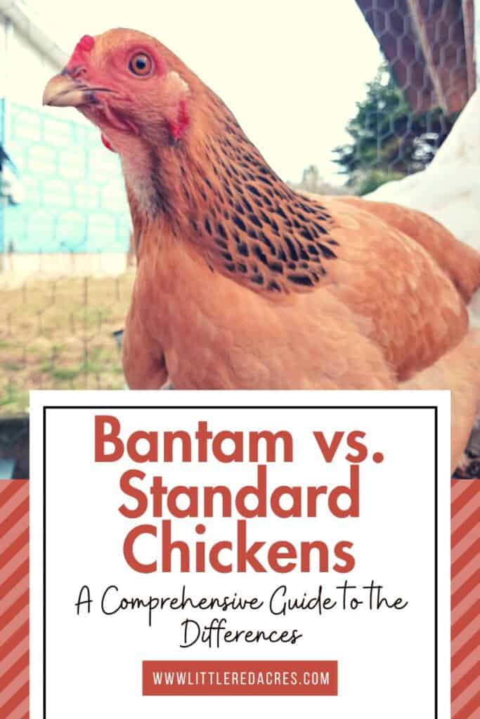 Bantam brahma hen with Bantam vs. Standard Chickens text overlay