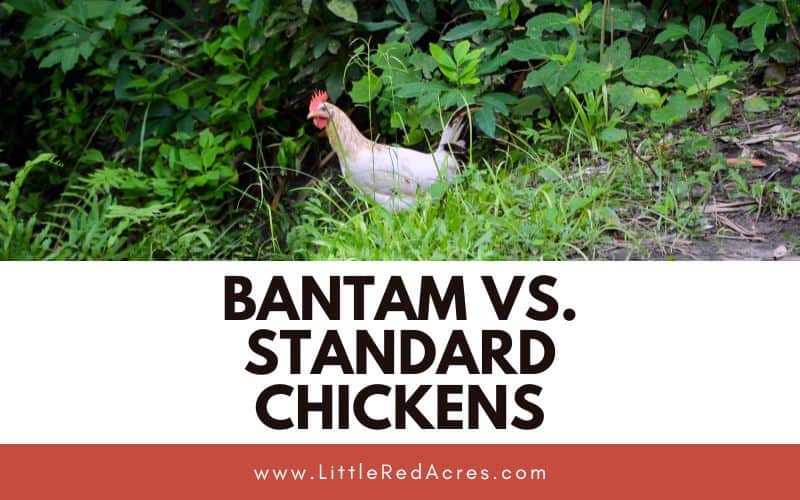 chicken in tall grass with Bantam vs. Standard Chickens text overlay