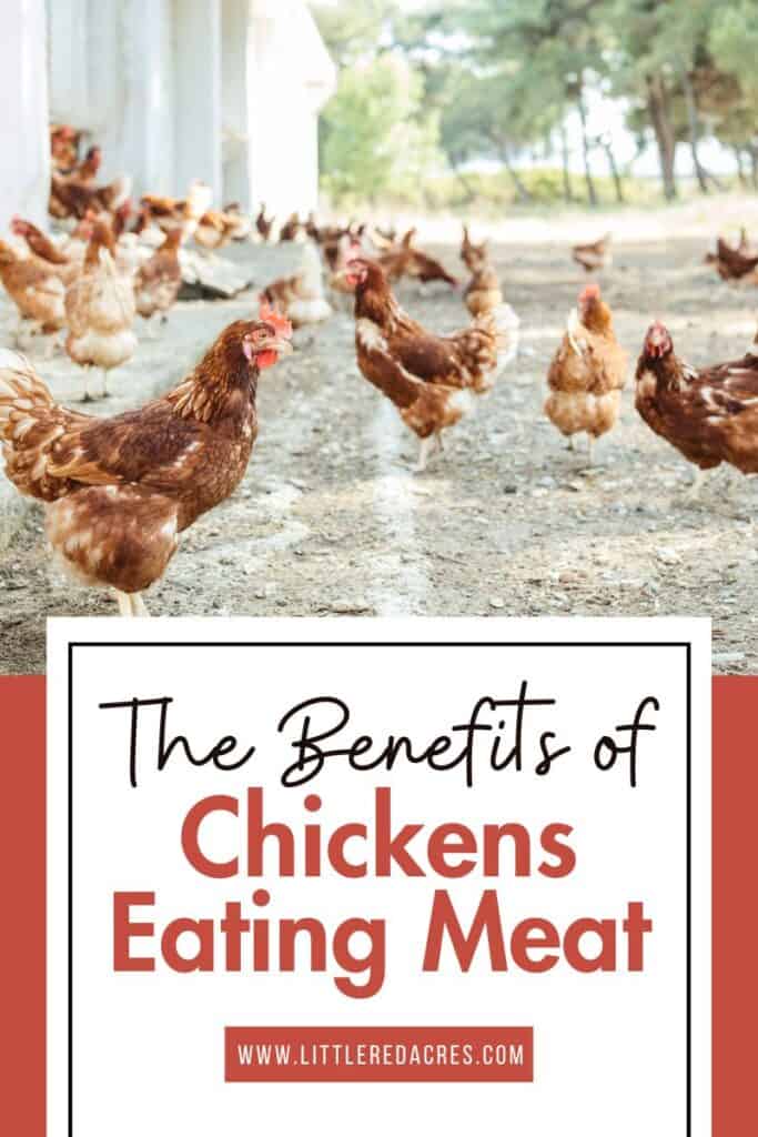 chickens in yard with The Benefits of Chickens Eating Meat text overlay
