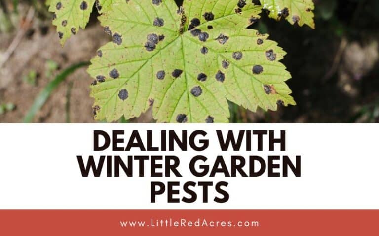 Dealing with Winter Garden Pests: Tips for a Healthy Garden