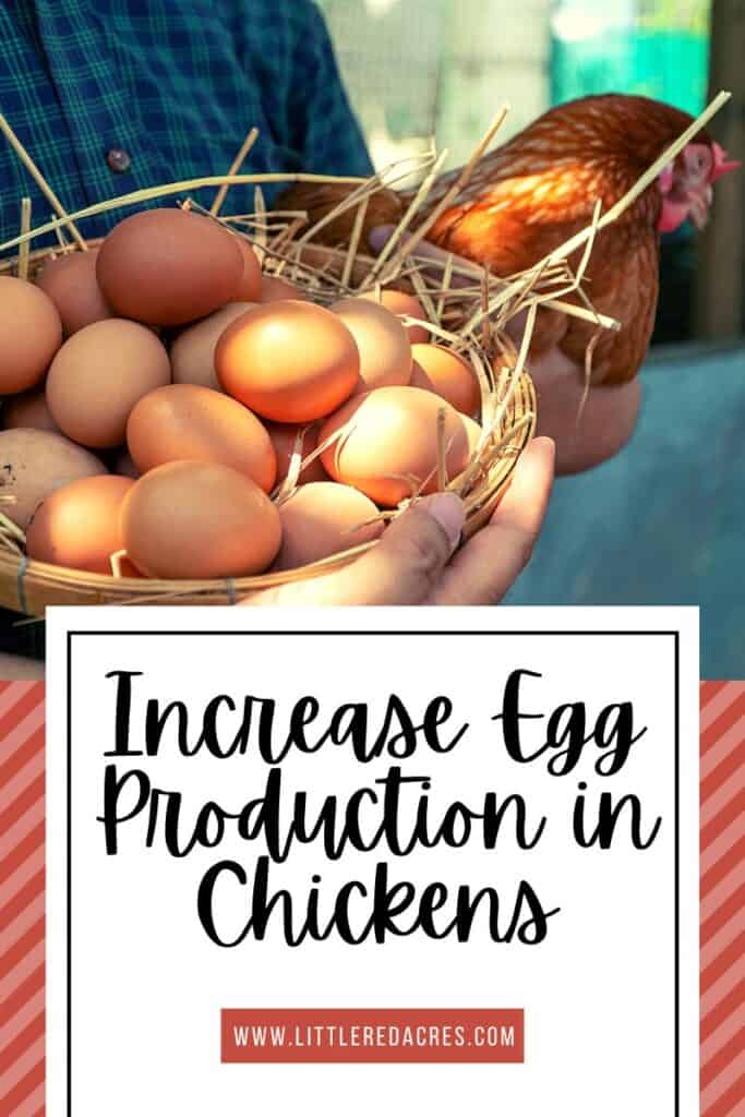 person holding chicken in one arm and basket of eggs in the other with Increase Egg Production in Chickens text overlay