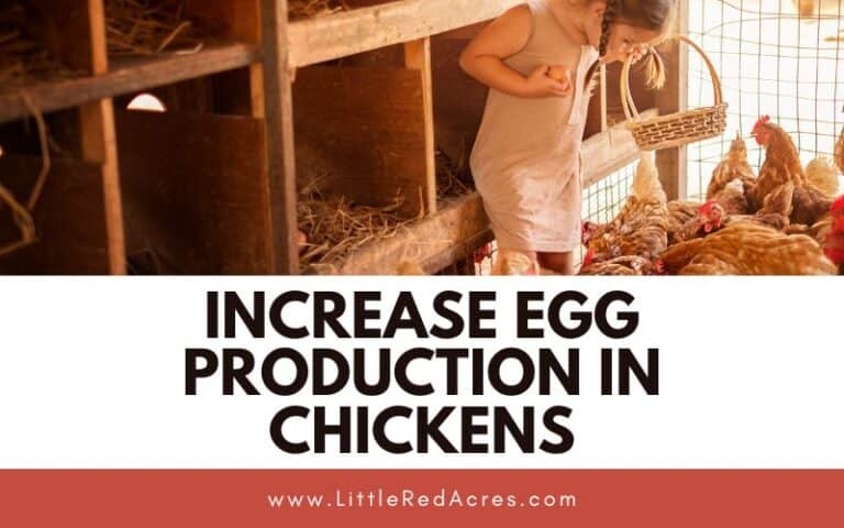 Increase Egg Production in Chickens: A Guide to Maximum Yield