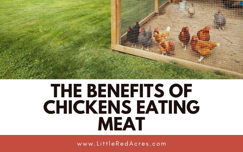 chickens in run with The Benefits of Chickens Eating Meat text overlay