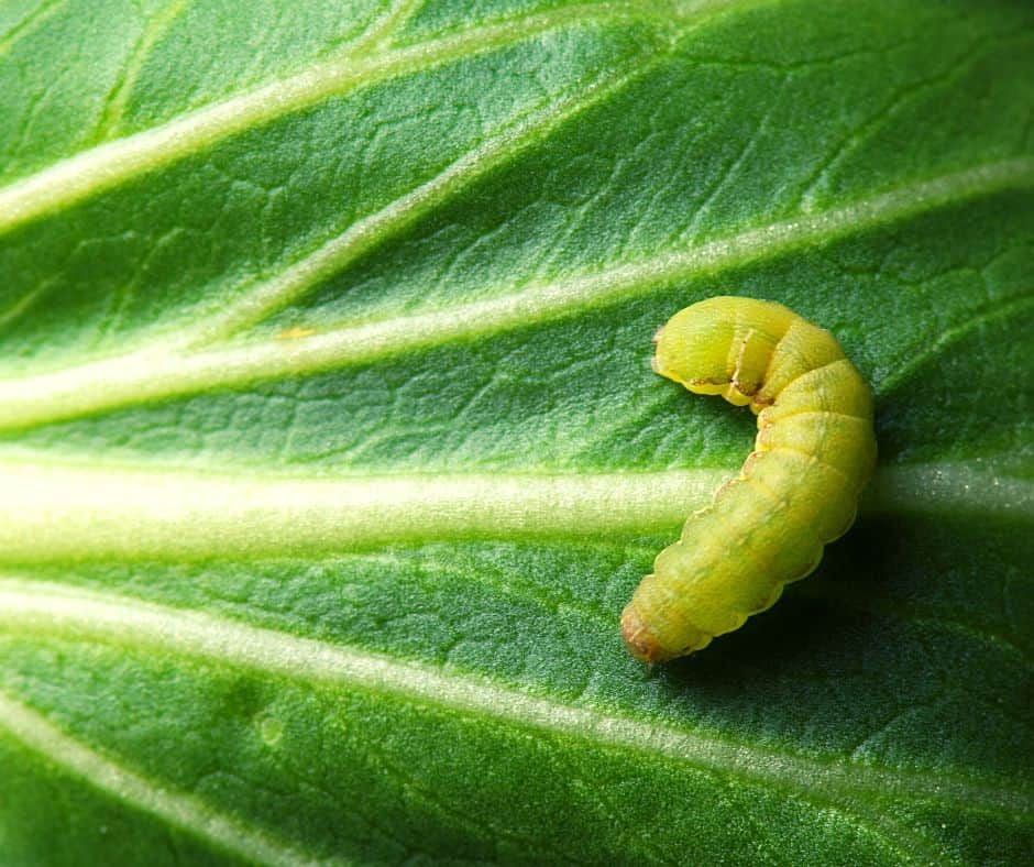 cabbage worm on leaf
