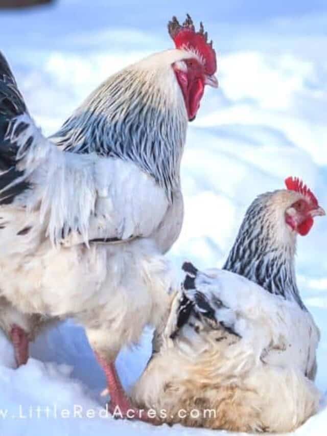 rooster and hen in hen