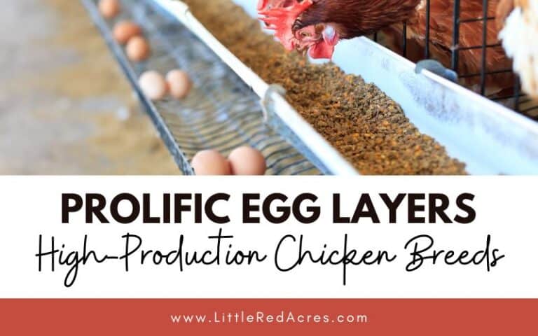 Prolific Egg Layers: High-Production Chicken Breeds