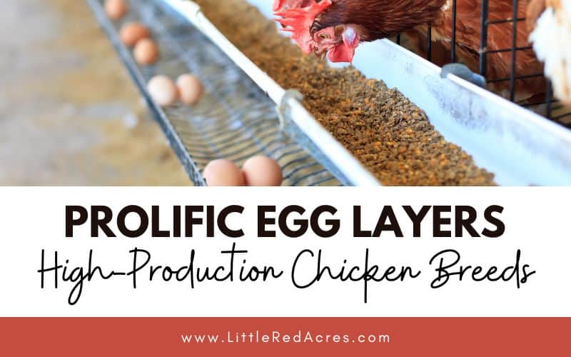 chicken factory with Prolific Egg Layers High-Production Chicken Breeds text overlay