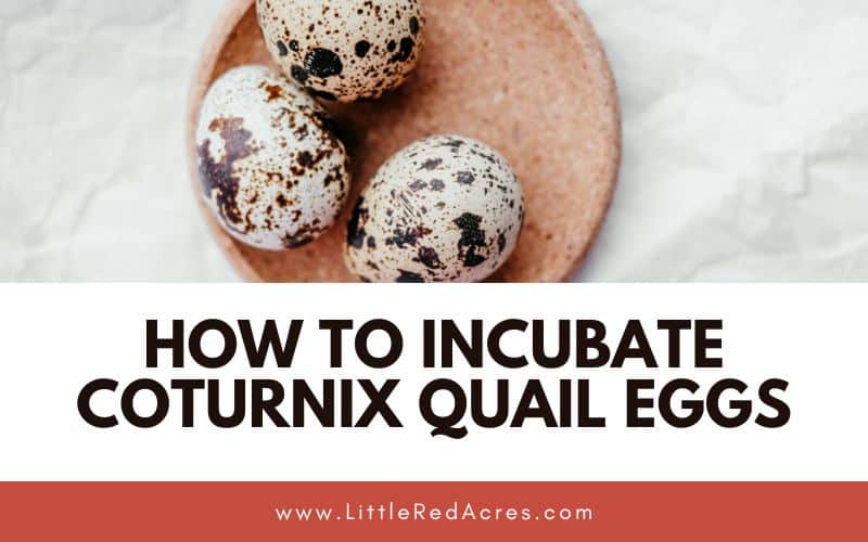 3 quail eggs on a plate, with How to Incubate Coturnix Quail Eggs text overlay