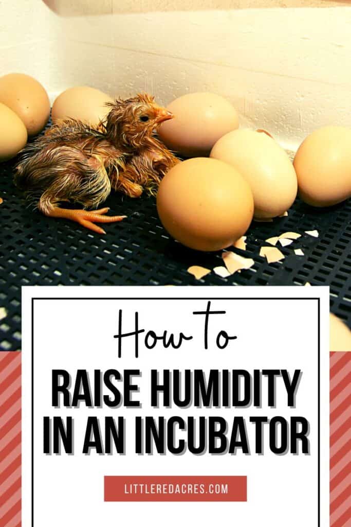 chicken in incubator with How to Raise Humidity in An Incubator text overlay