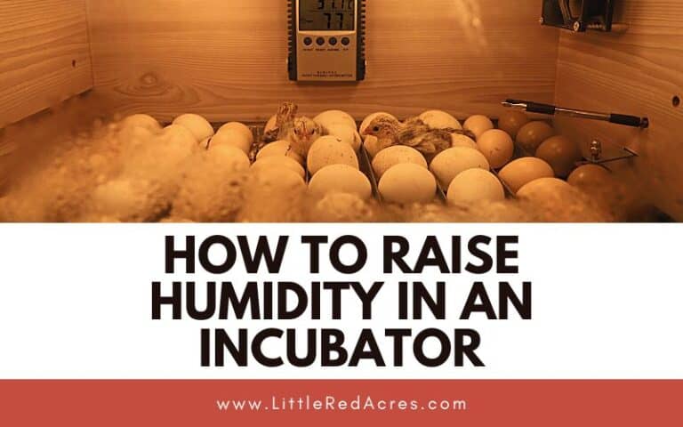 How to Raise Humidity in An Incubator
