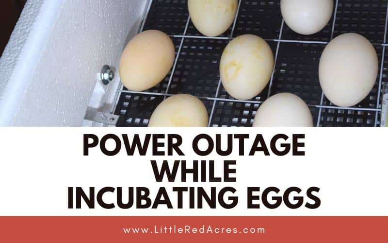 eggs in incubator with Power Outage While Incubating Eggs text overlay
