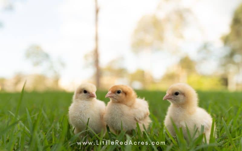 3 yellow chicks in the grass
