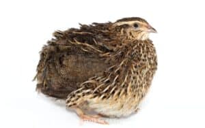 Understanding Quail Temperature Tolerance on the Homestead