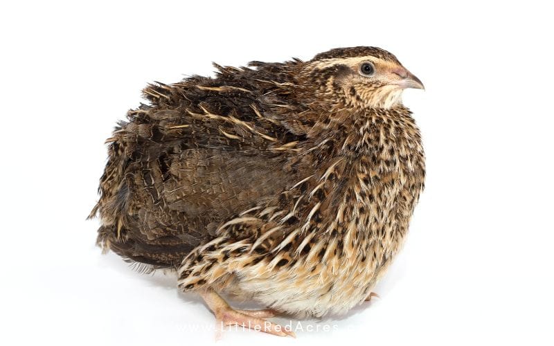 coturnix quail hunkered down and fluffed up