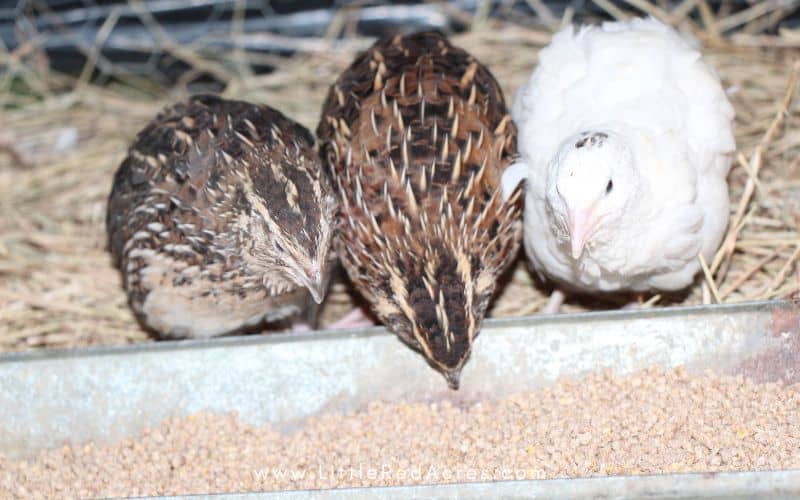 2 pharaoh quail and a white quail in a cage