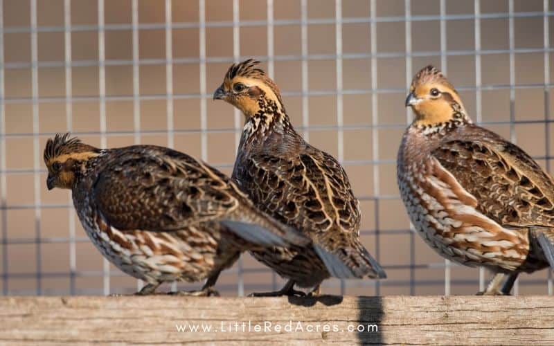 3 quail with cage wire behind them