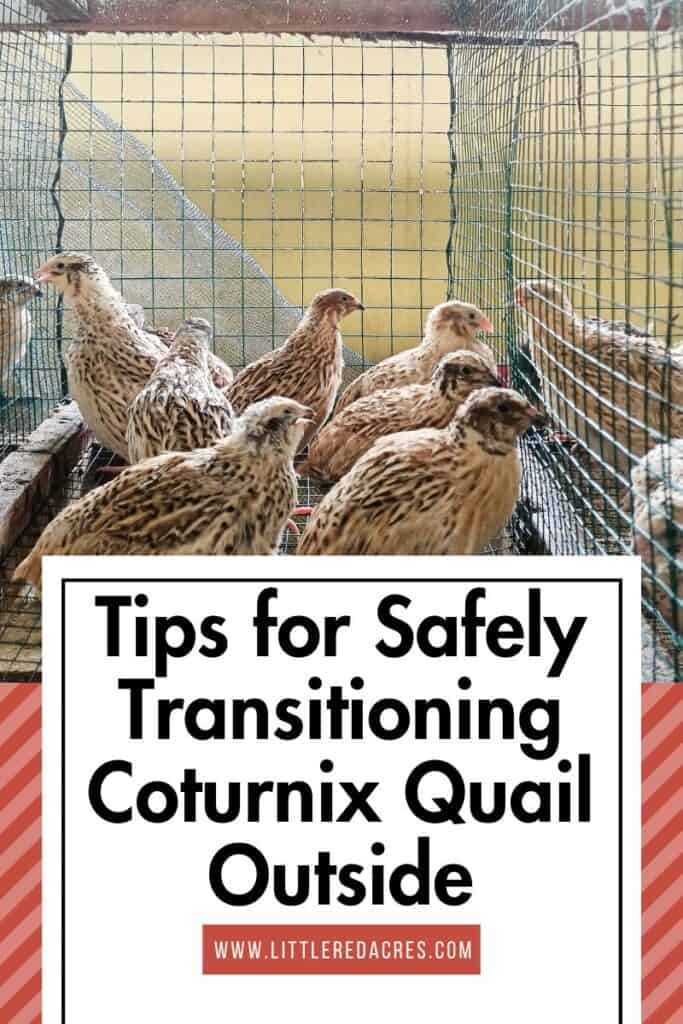 quail in cage outside with Tips for Safely Transitioning Coturnix Quail Outside text overlay