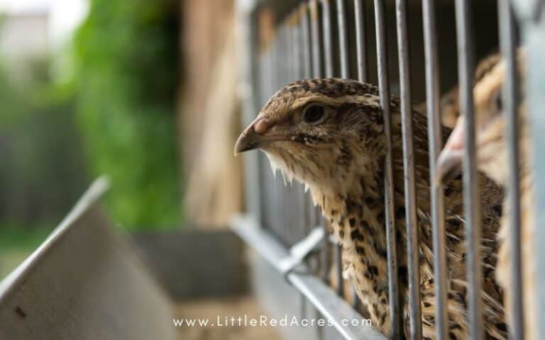 Tips for Safely Transitioning Coturnix Quail Outside