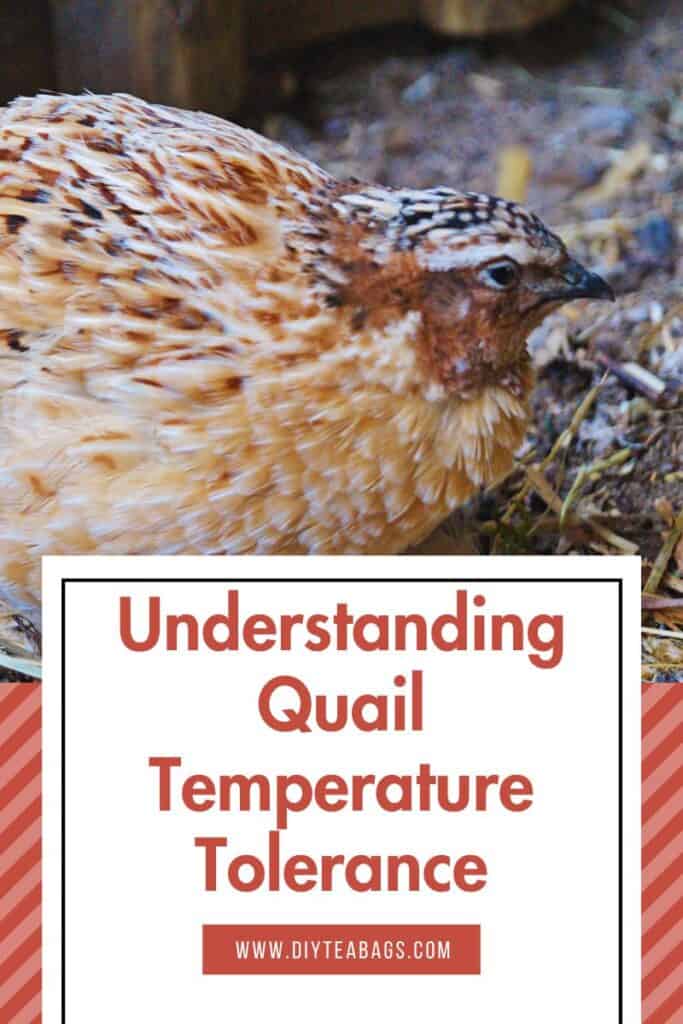 Coturnix quail in cage with Understanding Quail Temperature Tolerance text overlay