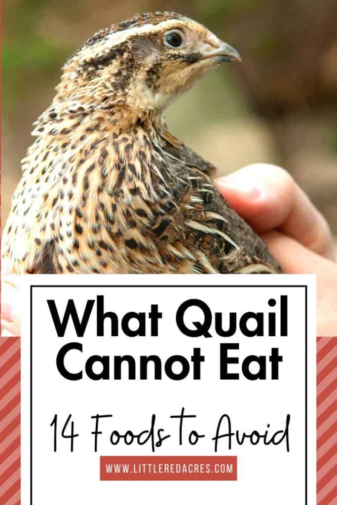 person holding a coturnix quail with What Quail Cannot Eat - 14 Foods to Avoid text overlay