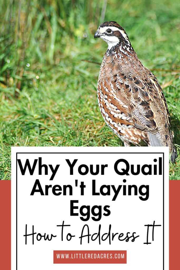 quail in grass with Why Your Quail Aren't Laying Eggs and How to Address It text overlay