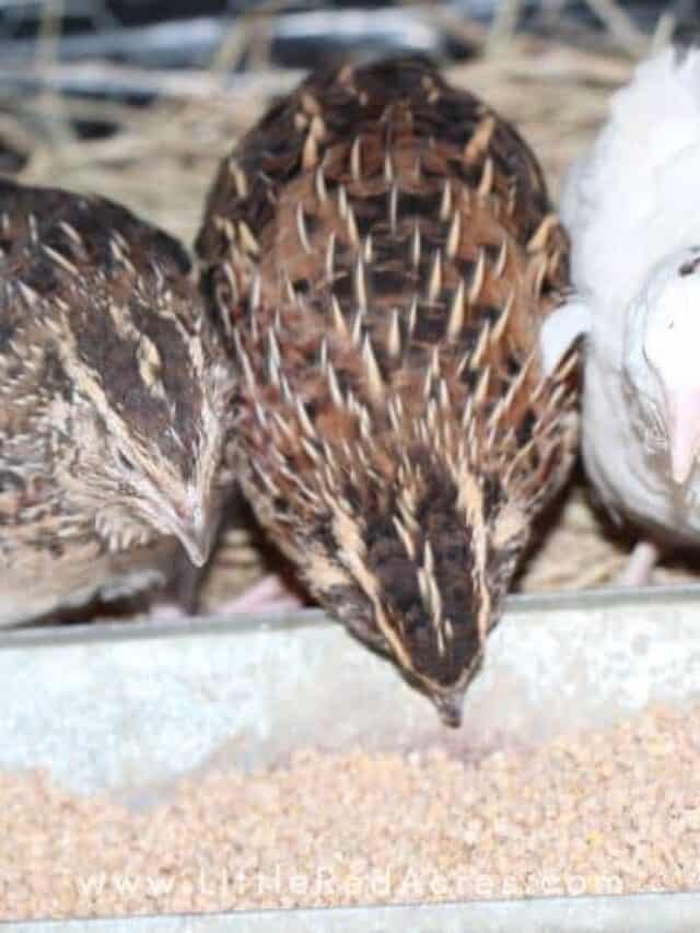 Caring for Quail in the Summer