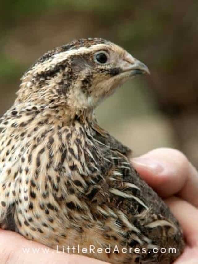 person holding a coturnix quail