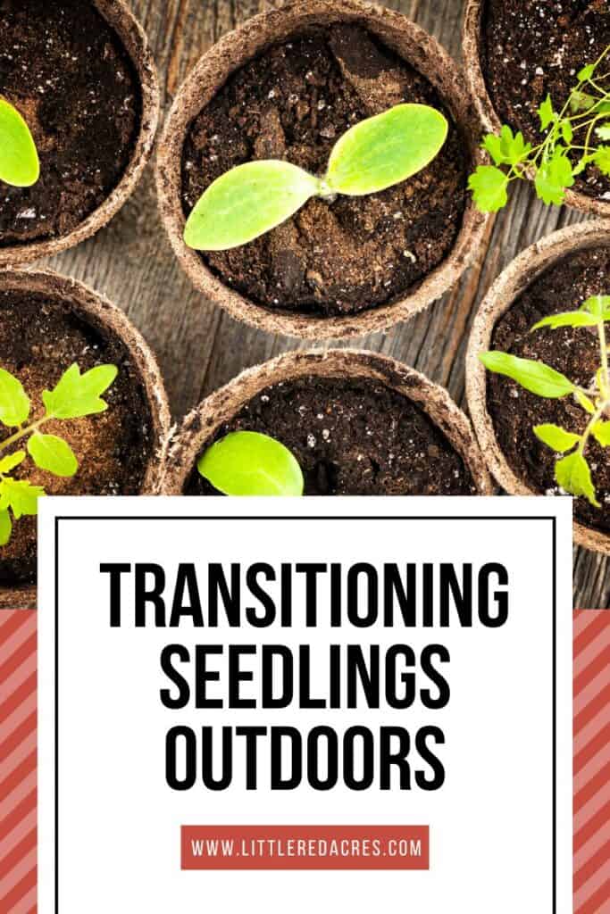seedlings in peat pots with Transitioning Seedlings Outdoors text overlay
