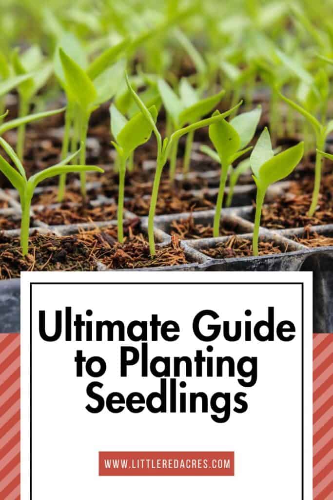 seedlings in trays to be planted with Ultimate Guide to Planting Seedlings text overlay