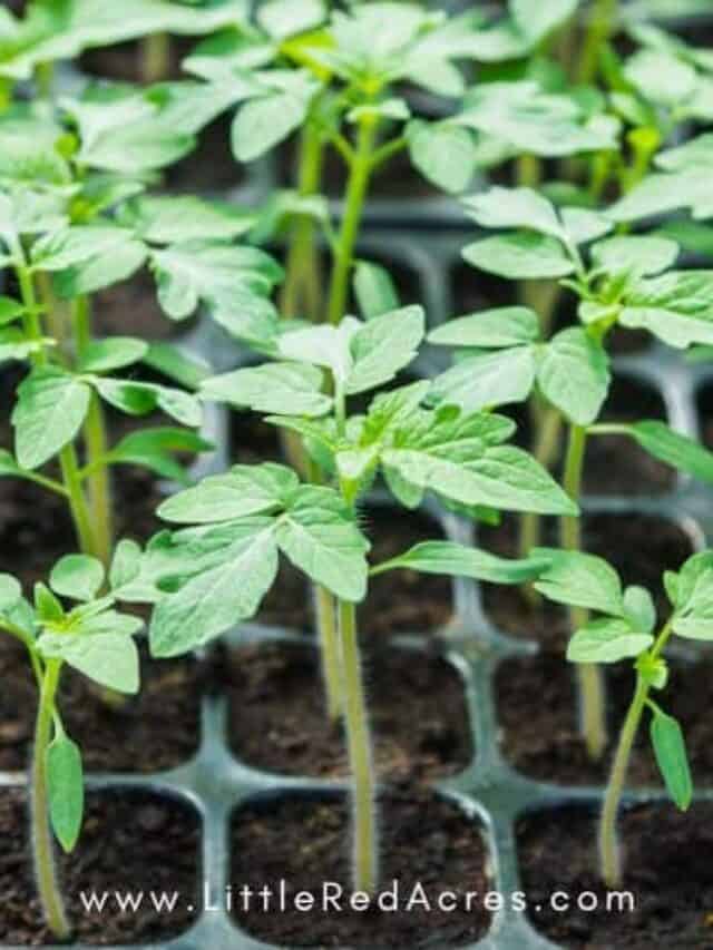 The Ultimate Guide to Planting Seedlings: Depth Matters