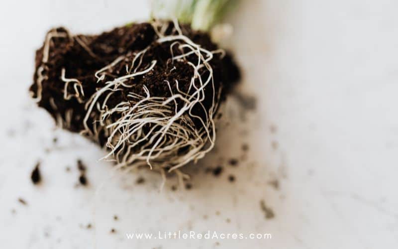 seedling root ball
