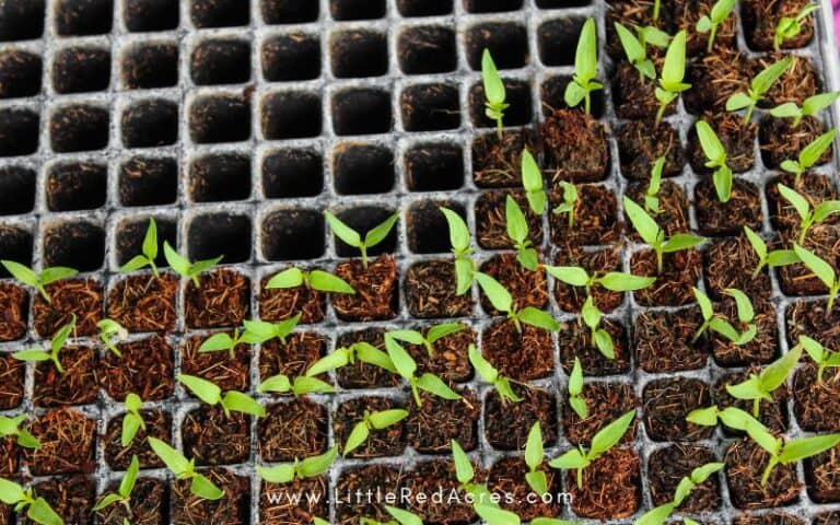 Tips for Growing Plants from Seeds