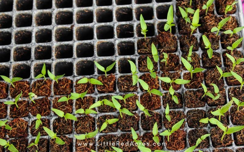 Small seedlings in seed starter tray