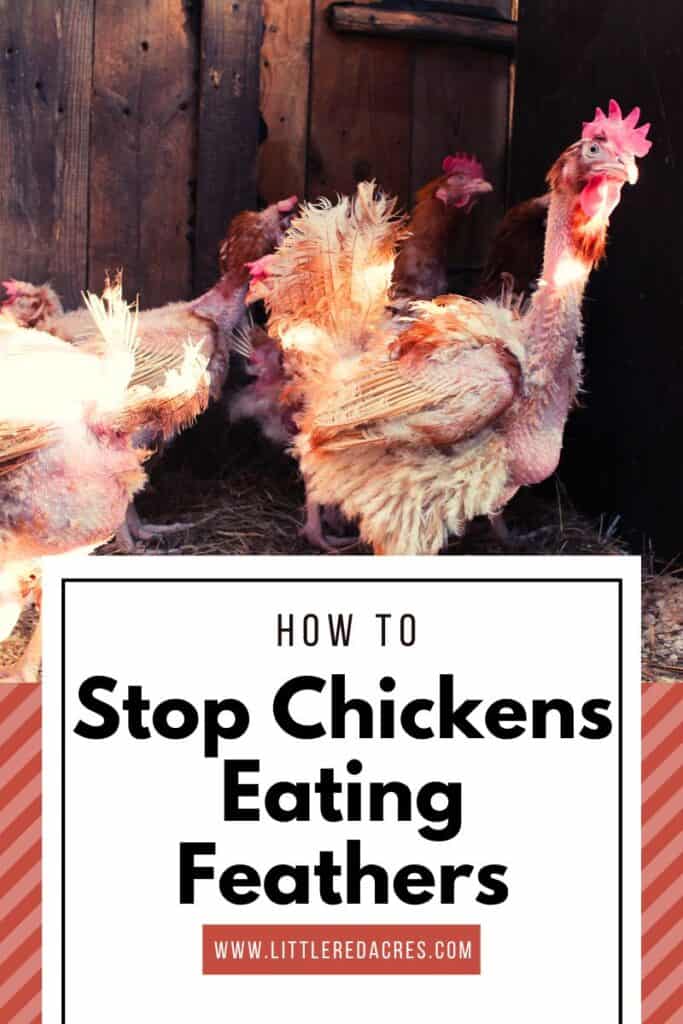chickens missing feathers with How to Stop Chickens Eating Feathers text overlay