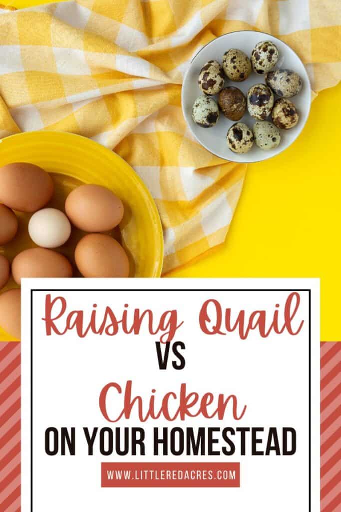 bowl of chicken eggs, bowl of quail eggs on yellow table top with Raising Quail vs Chicken On Your Homestead text overlay