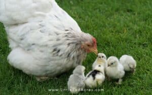 broody hen with chicks in grass