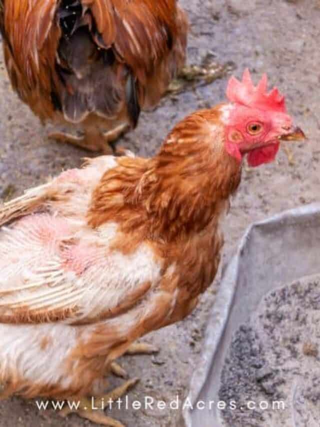 How to Stop Chickens Eating Feathers