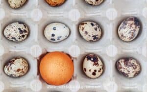 quail and chicken eggs in plastic egg carton