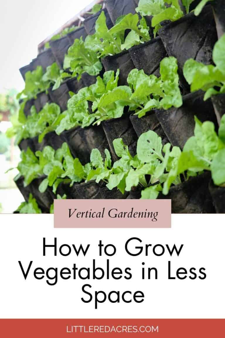 Vertical Gardening: How to Grow Vegetables in Less Space