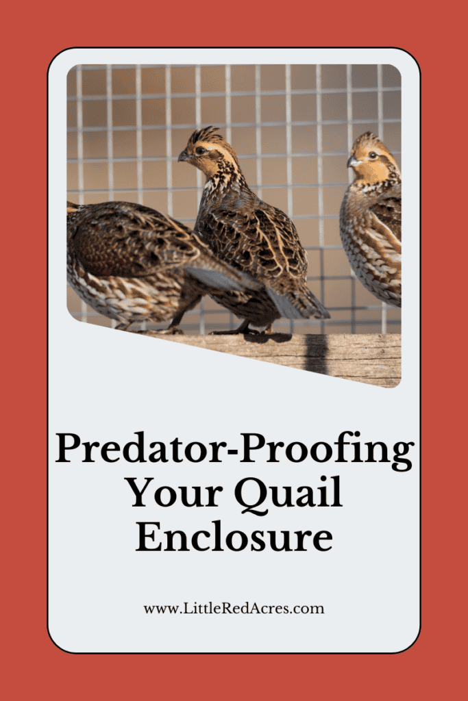 Predator Proof Predator‑Proof Your Quail Enclosure For Safer Birds