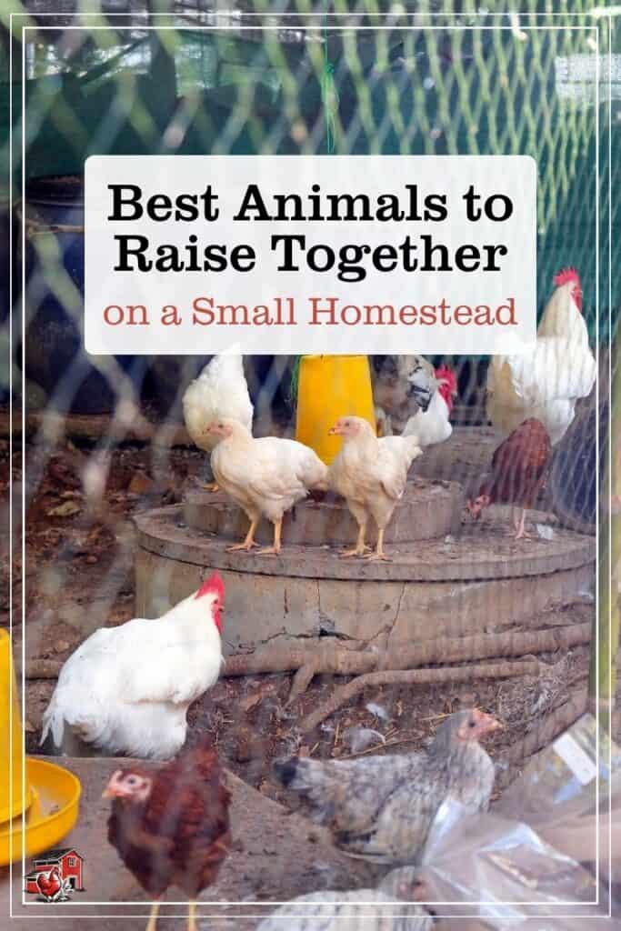 chickens with Best Animals to Raise Together on a Small Homestead text overlay