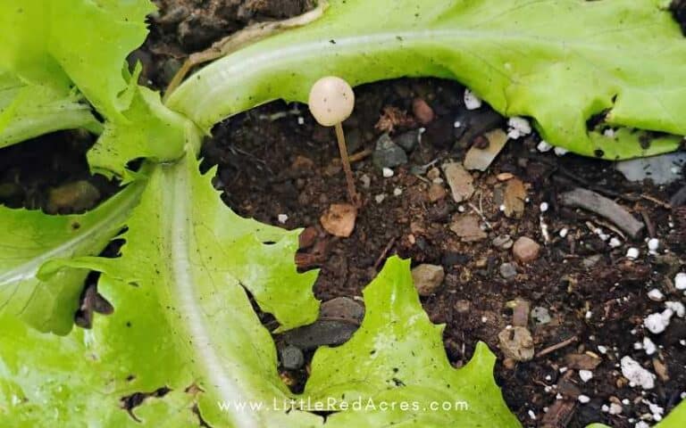 Why Are Mushrooms Growing in My Raised Garden Bed? (Good Sign!)