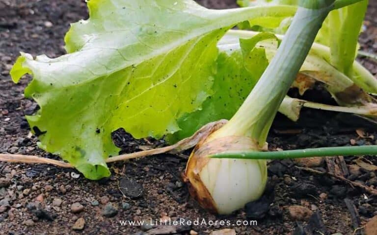 Why Onion Bulbs Rise Above Soil (And What to Do)
