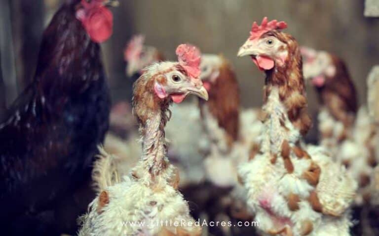 Why Your Chickens Aren’t Laying Eggs (Common Causes and Simple Fixes)