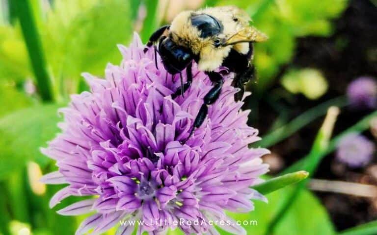 When to Harvest Chive Flowers for Seeds (Perfect Timing Guide)