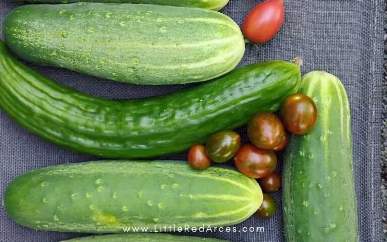 Why Your Garden Isn’t Growing: 8 Beginner Mistakes to Fix Fast